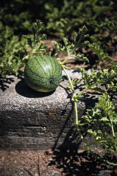 watermelon in the garden