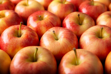Several Royal Gala Apples (malus domestica)..Apple trees are cultivated worldwide and are the most widely used species of the genus Malus. Filling the frame composition