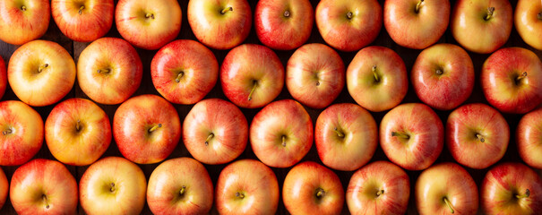 Royal Gala Apples (malus domestica)..Apple trees are cultivated worldwide and are the most widely...