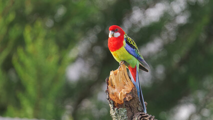 Eastern Rosella