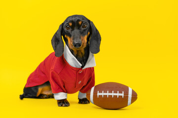  Well-groomed small dog in a red school uniform sits next to a rugby ball on a yellow background....