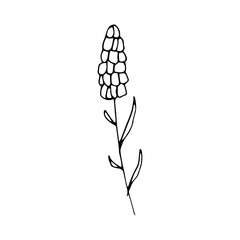 simple floral hand drawn illustration
