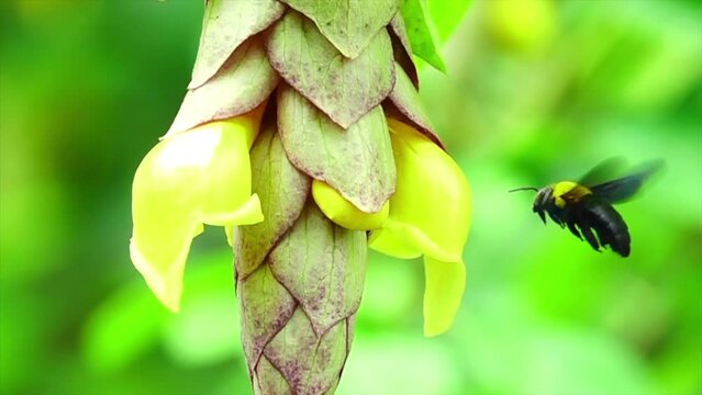 Close-up bumble bee flying on a flower slow motion