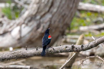 Red-winged blackbird (Agelaius phoeniceus) on the marsh in Wisconsin.