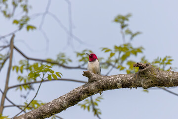 Red-headed Woodpecker,(Melanerpes erythrocephalus) bird in spring in the park during nesting