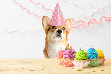 Cute Corgi dog in party hat and with birthday cakes on light background
