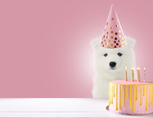 Cute Samoyed puppy in party hat and with birthday cake on pink background with space for text