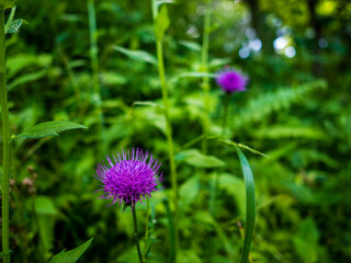 草の中でひっそりと咲くアザミの花が鮮やか