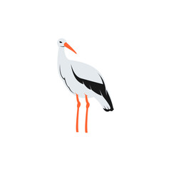 A stork with a long beak stands on a white background.