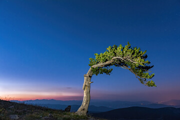 Lone wind swept Pine tree after dusk with stars in the sky