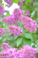 Spring lilac flowers on the green tree