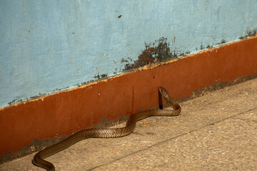 A non venomous Indian rat snake inside a residential complex.