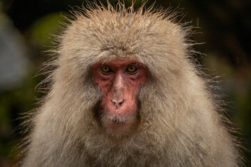 close up of a monkey