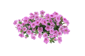 Bouquet, Bunch, shrub of flowers. Rose periwinkle. primrose. (red, pink) Rose Four o'clock Flower. Colorful flowers, primula vulgaris are blooming. On white background. (png)