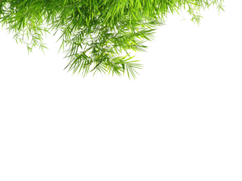 Fresh green bamboo leaves. (On top)
Isolated on white background.
The space above is for text and product images.
Isolated on white background. - Powered by Adobe