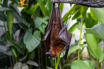 Bali, Indonesia A large bat hanging from a tree in the jungle.