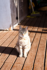 a cat in the sun sitting on a wooden deck