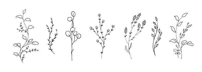Set of wild flower hand drawn illustration