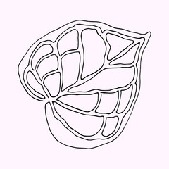 Tropical leaf hand drawn ornament isolated