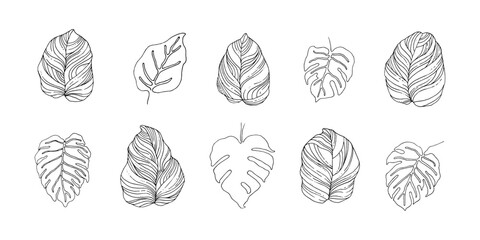 Set of Philodendron leaf hand drawn illustration. Tropical leaf element