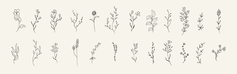 Big bundle of floral hand drawn illustration. Collection of vintage wild flower element
