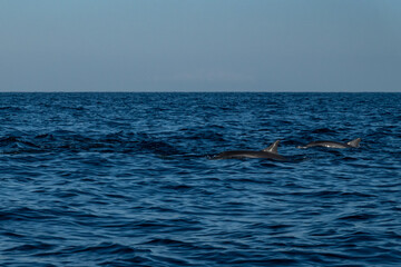 Fototapeta premium Lovina Beach, Bali, Indonesia Dolphins swimming at sea.