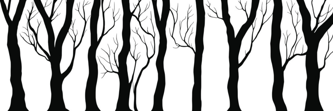 Silhouettes of trees, tree trunks and branches isolated on white background, natural background, banner