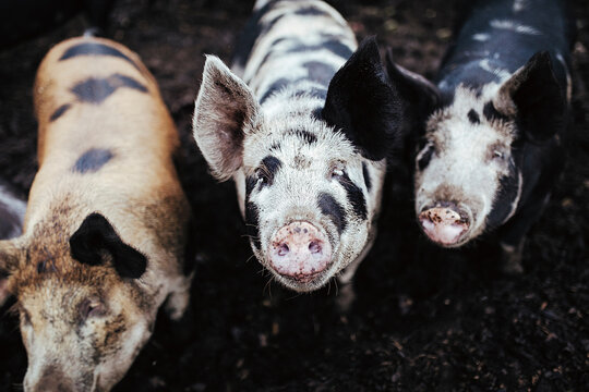 Spotted Pigs Standing Together on Small Farm