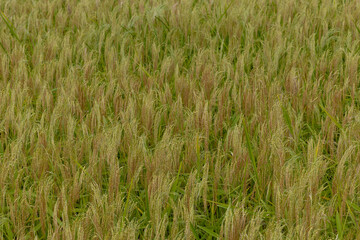 Jatiluwi, Bali, Indonesia Rice growing in the Jatiluwi rice terraces, a Unesco world heritage site.
