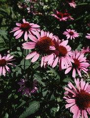 Obraz premium Echinacea flowers