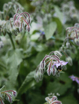 bee on borage clower