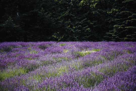 Lavender Field in Bloom with Forest Background