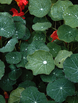 Nasturtium Leaves with Water Droplets in Garden