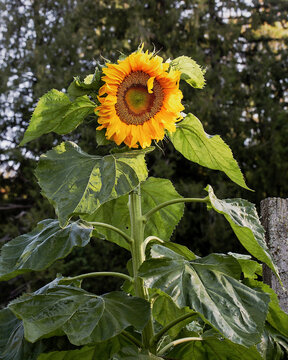 Sunflower Blooming in Garden with Green Leaves