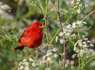 Summer Tanager in the Brush