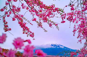 桜　富士山
