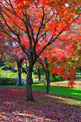 Fototapeta premium 紅葉