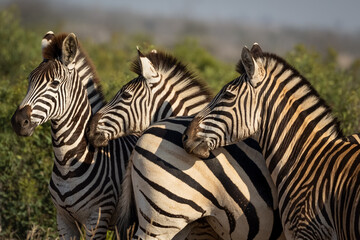 Fototapeta na wymiar Three zebras alert to something off to the left in the Kruger National Park.