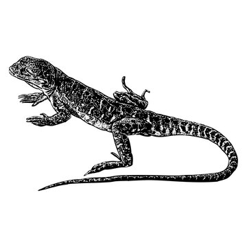 Leopard Lizard hand drawing vector isolated on background.	