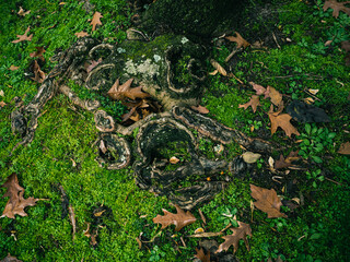 Green moss