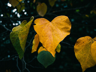autumn leaves on the tree