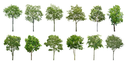 Collection Trees and bonsai green leaves. total 12 trees. The Ratchaphruek tree is blooming bright yellow. (png)
