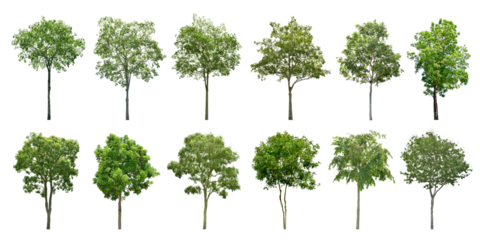 Collection Trees and bonsai green leaves. total 12 trees. The Ratchaphruek tree is blooming bright yellow. (png)
