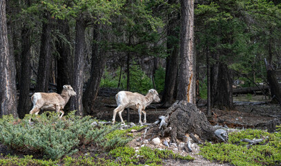 Two bighorn sheep lambs walk in a forest in Banff National Park, Alberta, Canada