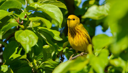 Warbler bird