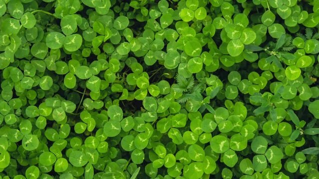 Zoom in out Greenish cleaver natural background. Small green Clover leaves pattern background, Natural and St. Patrick's day background and shamrock wallpaper. Vacation and holiday clovers symbol