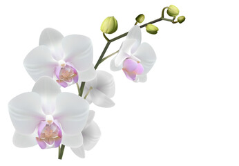 Fototapeta na wymiar Realistic orchid for card, poster, event, vector build separable flower with stem, buds, petals