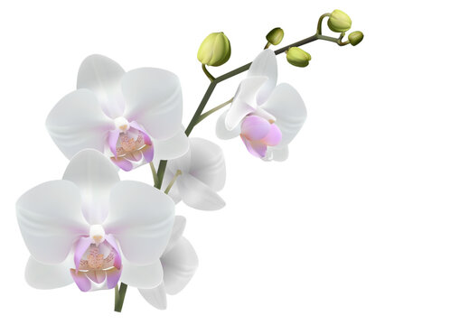 Realistic orchid for card, poster, event, vector build separable flower with stem, buds, petals