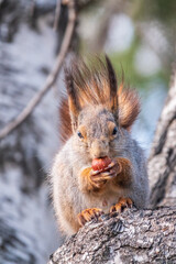 The squirrel with nut sits on a branches in the spring or summer.