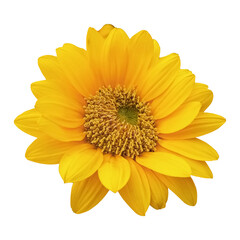 Sunflower Transparent Background